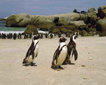 penguin